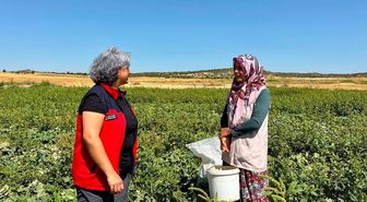 İhsaniye'de Turşuluk Salatalık Hasadı Sürüyor