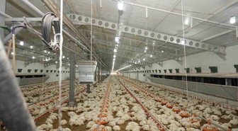 Erzincan'da Broiler Tavuk Çiftliğine Ziyaret