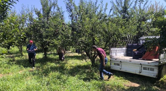 Iğdır'ın 'Siyah İncisi' Anjelik Eriğinde Hasat Zamanı: Bu Yıl Rekolte 25 Ton