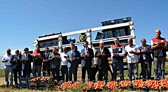 Bitlis'te Domates Hasadı Başladı
