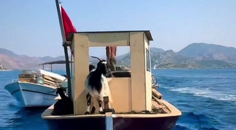 Bozburun'da Bir Asırlık Gelenek: Keçiler Deniz Yoluyla Adalara Taşınıyor