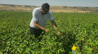Cizre'de pamukta biyoteknik mücadele: Feromon tuzaklarıyla zararlıya erken müdahale