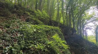Ordu'da Fındık Toplarken Uçuruma Düşen Şahıs Hayatını Kaybetti