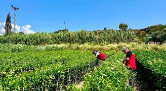 Hatay'da Fidan Üretim Alanlarında Hastalık ve Zararlı Kontrolleri Yapıldı