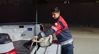 Arsuz'da yorgun leylek korumaya alındı