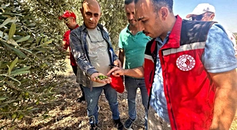 Manisa'da 2026 Zeytin ve Zeytinyağı Rekolte Çalışmaları Başladı