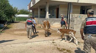 Şanlıurfa'da Büyükbaş Hayvan Dolandırıcılığı: 1 Şüpheli Yakalandı