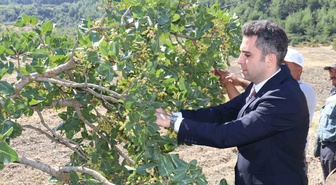 Selendi fıstığında hasat dönemi başladı: 'Yeşil Altın' ilçe ekonomisine katkı sağlayacak
