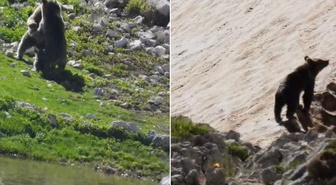 Yazın ortasında karda kayıp oynayan 2 ayı kameralara yansıdı