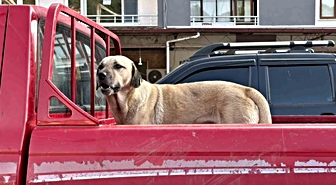 Artvin'de Sahipsiz Köpek Fedai, Kendisine Yol Arkadaşı Seçtiği Kadınla Çay Fabrikasına Gidiyor