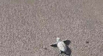 Bodrum'da Caretta Caretta Yavruları Denizle Buluştu
