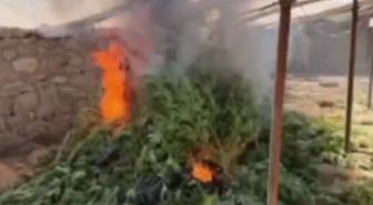 Ergani'de 5 bin 400 kök kenevir ele geçirildi