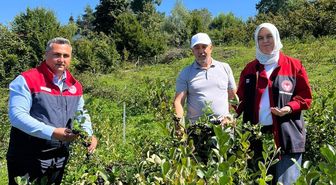 Düzce'de Aronya Bahçesinde Hasat Öncesi İnceleme