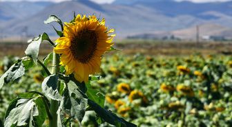 Erzurum'da ayçiçeği üretimi 5 yılda 10 kat arttı