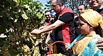 Bakan Yardımcısı Gökçeada'da Üzüm Hasadına Katıldı