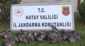 Arı Şahini Avına Rekor Ceza: 1 Milyon 330 Bin Lira