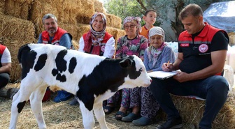 Muğla'da Buzağı Bakım Projesi ile Kayıplar Azaltılıyor