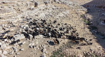 Siirt'te yüksek verimli keçi ırkları için suni tohumlama