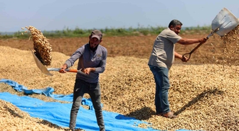 Adana'da Yer Fıstığı Hasadı Başladı