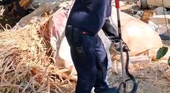 Hatay'da 2 Metrelik Kara Yılan Bahçede Yakalandı