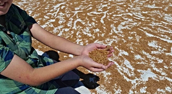Karapınar'da Geleneksel Kışlık Bulgur Hazırlığı Başladı