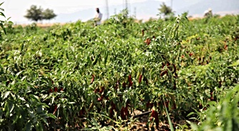 İslahiye'de kırmızı biber hasadı başladı