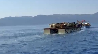 Marmaris'te asırlık gelenek: Keçiler mavi yolculukta