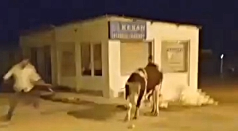 Enez'de Mezbahadan Kaçan Dana Trafiği Durma Noktasına Getirdi