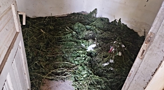 Bafra'da 63 kg Esrar Ele Geçirildi