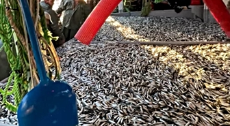 Gelibolu'da Balıkçıların Yüzü Güldü: Tek Seferde 1500 Kasa Sardalya