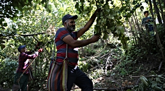 Hizan'da Fındık Hasadı Başladı: 450 Ton Rekolte Bekleniyor