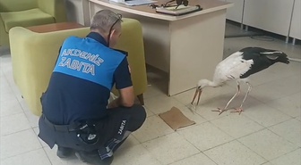 Mersin'de Yaralı Leylek Tedavi Altına Alındı
