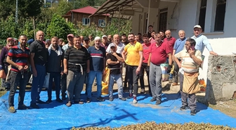 Ordu'da vefat eden kardeşlerin fındığını mahalleli imece usulü topladı