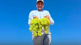 Saruhanlı Belediye Başkanı Ekrem Cıllı, üzüm serme makinesiyle çalışırken yaralandı
