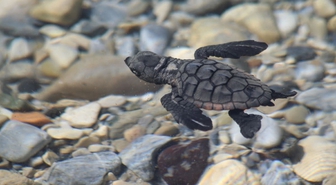 Aydın kıyılarında caretta caretta sevinci: 214 yavru denizle buluştu