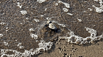 Bodrum'da 62 Caretta Caretta Yavrusu Denizle Buluştu