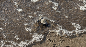 Bodrum'da 62 Caretta Caretta Yavrusu Denizle Buluştu