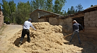 Tercan'da Çiftçiler Kışlık Saman Hazırlığına Başladı