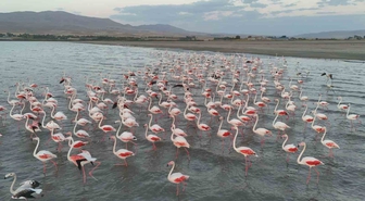 Erçek Gölü'ne Flamingolar Geç de Olsa Geldi