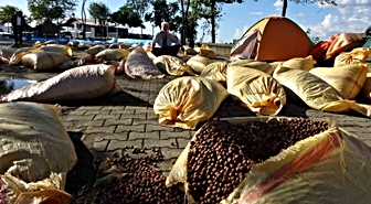 Giresun’da fındık kurutma telaşı yağmura takıldı