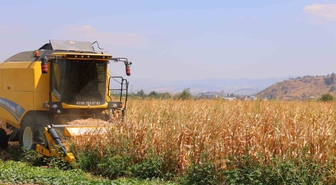 Mısırda Hasat Başladı: Sıcaklar Verimi Vurdu