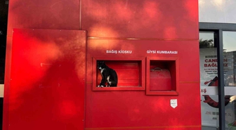Kan Bağışı Kioskuna Kedi Ziyareti