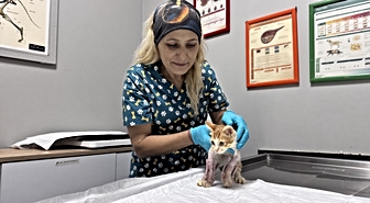 Zonguldak'ta omurgası kırık kedi sağlığına kavuşuyor