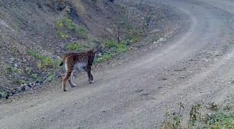 Çankırı'da Fotokapan Vaşağı Görüntüledi