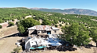 Tunceli'de ayı ahıra girdi: 11 küçükbaş hayvan telef oldu