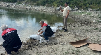 Amasya'da iki gölete 100 bin adet pullu sazan yavrusu bırakıldı