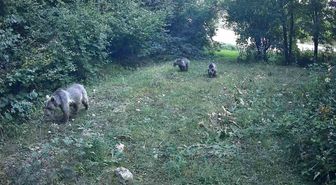 Bolu ormanlarında yaban hayvanları fotokapanlara yansıdı