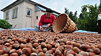 Düzce’den AB ülkelerine 7 bin 192 ton fındık ihraç edildi