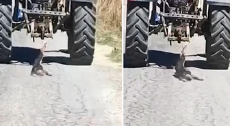 Köpeği traktöre bağlayarak sürükledi