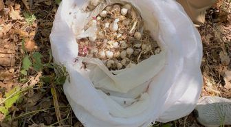 Tunceli’de endemik dağ sarımsağı toplayan 3 kişiye 2 milyon 97 bin lira ceza